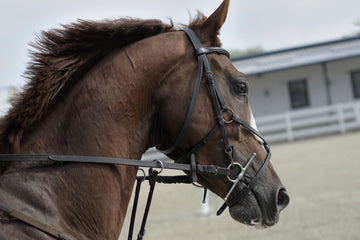 A Beginner’s Guide to Horse Care: From Feeding to Grooming